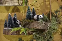 Luville General Panda family 2 stuks - afbeelding 2
