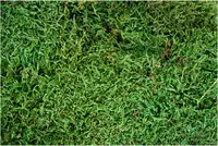 My Village Platmos groen 500 gram - afbeelding 2